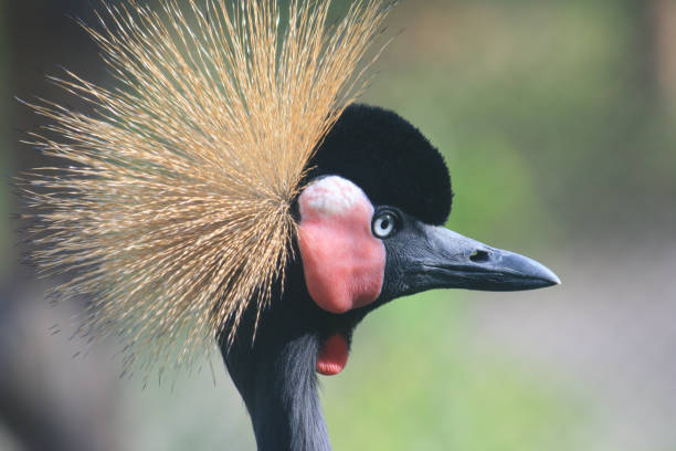 istock Striking Crowned Crane With Colorful Feather Plumage in Tropical Environment 2163443383