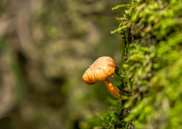 small mushroom in the forest on a macro scale. mushroom growing on a tree in green moss.