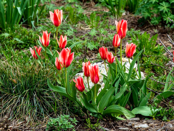 istock beautiful bright multicolored tulips in the city square 2163445867