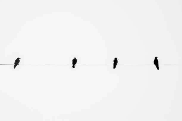 istock raven birds sit on power lines 2163449403