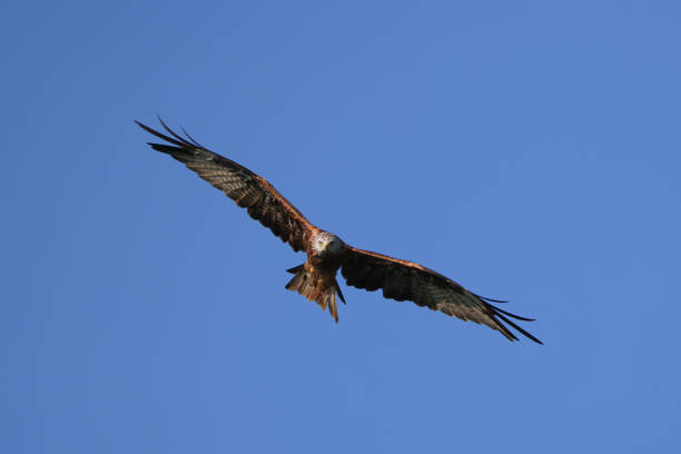 Close up shot of a Black Kite.