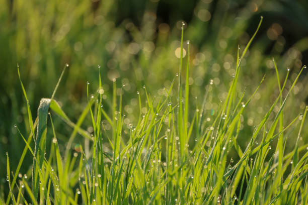 istock green grass with dew drops on the top 2163449611