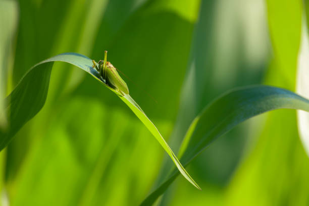a green grasshopper on a corn plant