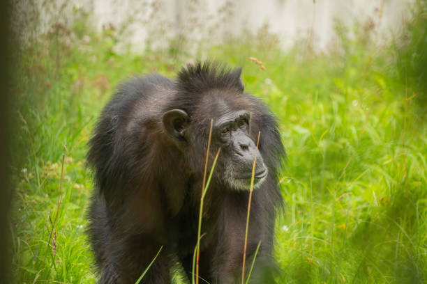 Chimpanzees, Pan troglodytes, are members of the family Hominidae, along with gorillas, humans, and orangutans. Ol Pejeta Conservancy, Kenya