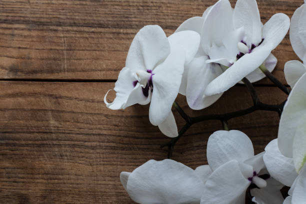 istock Orchid flowers on wood table 2163450630
