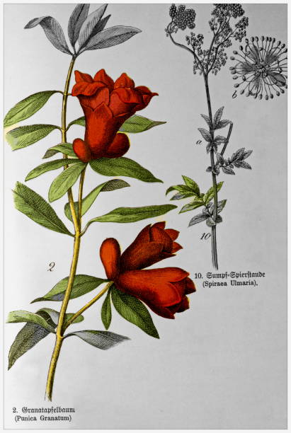 istock Punica Granatum, Spiraea Ulmaria - Cropped from Victorian style botanical lithographs book. Munich 1880-1889,  Germany. 2163452351
