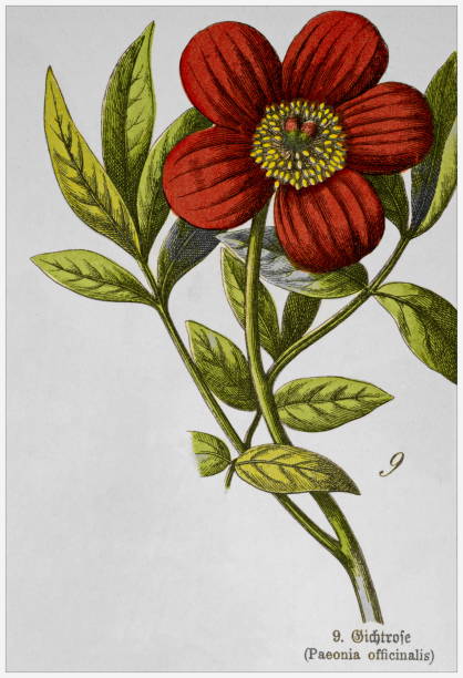istock Paeonia officinalis - Cropped from Victorian style botanical lithographs book. Munich 1880-1889,  Germany. 2163452719