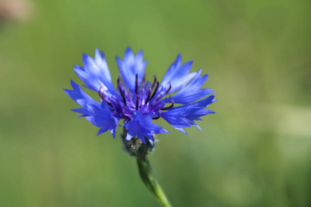 Purple meadow flower growing uncultivated, sunny springtime in nature, selective focus