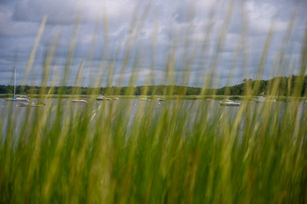 Boats on the Merrimack river seen through high herbs in Newburyport, Massachusetts, during summer day.