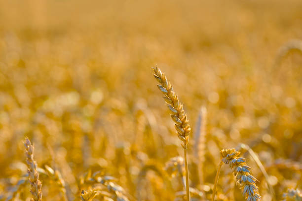 ripe ear of wheat in the agricultural field in the golden hour