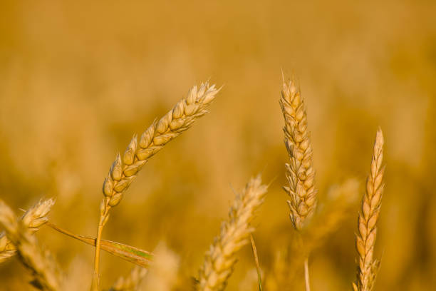 A dense field of mature rye with golden stalks swaying gently in the summer breeze. The uniform texture and soft lighting emphasize the abundance and readiness of the crop for harvest.