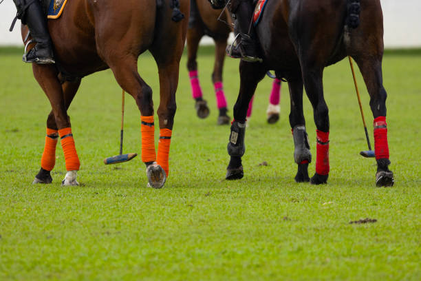 istock Polo player is using polo mallet hit polo balls during the match. 2163456697