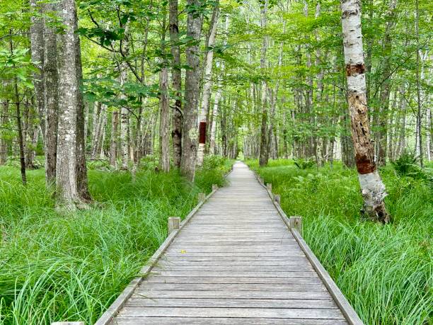 Jesup Path, Acadia National Park
