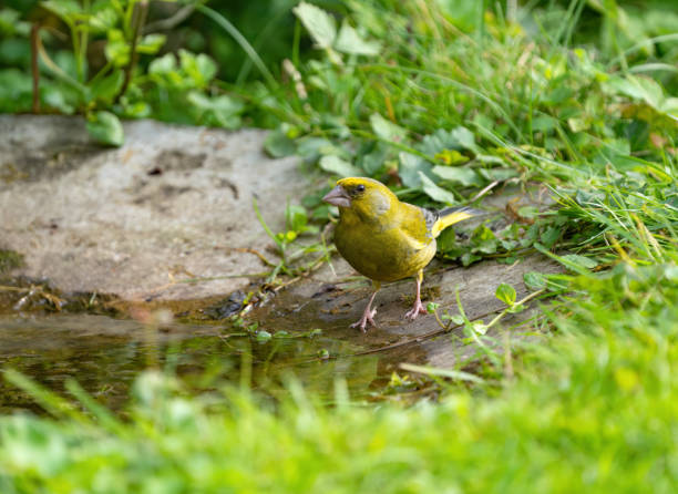 Male European greenfinch in the birdbath  in my back yard.