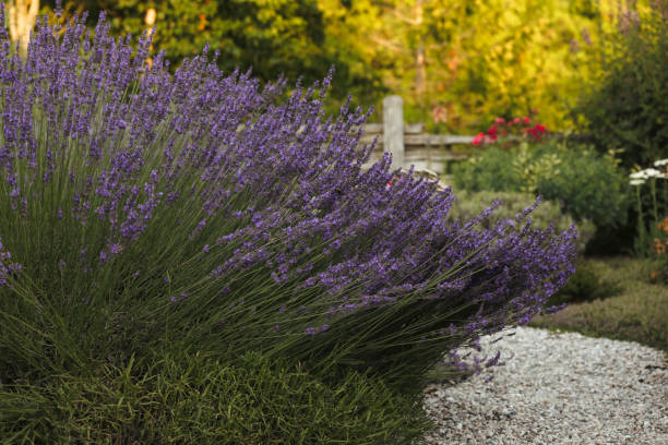 istock Lavender in a Garden 2163461537