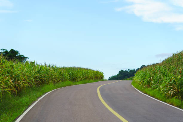 istock Asphalt road through a green sugarcane field on a sunny day 2163461612