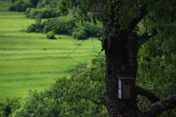 A birdhouse as one of the forms of human ecological activities and supporting biodiversity.