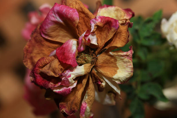 istock Dried roses in a bouquet on a table in a restaurant 2163463621