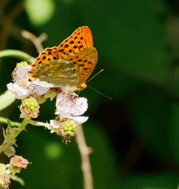 istock Silver-washed Fritillary Butterfly (Argynnis paphia) Male 2163463961