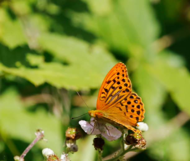 istock Silver-washed Fritillary Butterfly (Argynnis paphia) Male 2163463990