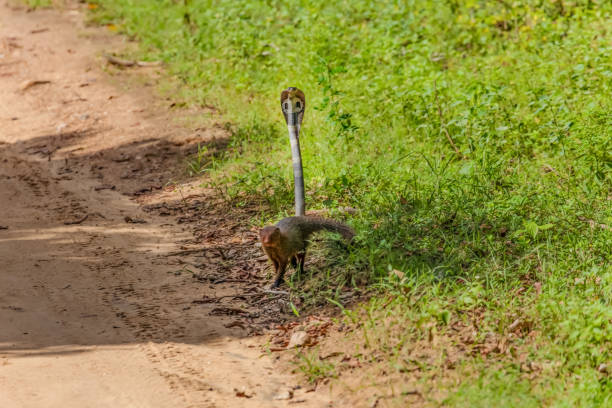 istock mongoose fights with an aggressive cobra in the wild 2163465854