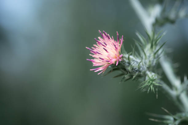 Vibrant Pink Thistle Flower on Soft Green\