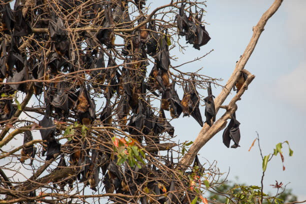 istock close-up hanging Mariana fruit bat (Pteropus mariannus) 2163466423