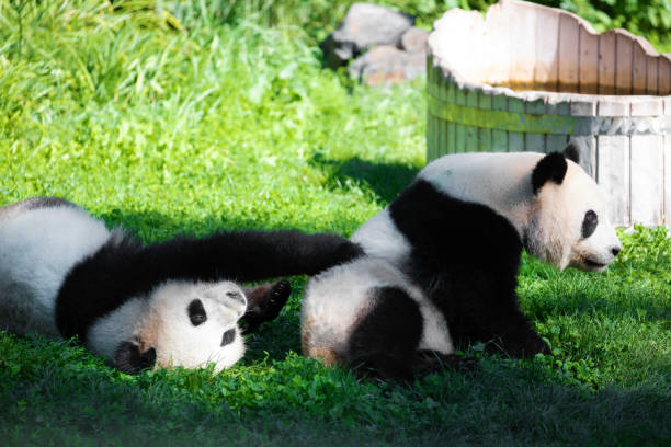istock cheerful playing pandas on green lawn 2163466424