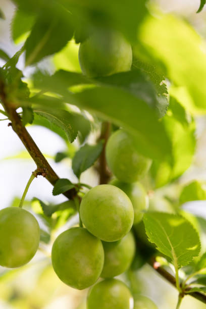 istock Fresh Green Plums on Tree Branch 2163466752