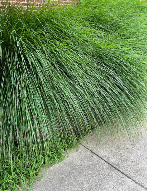 istock Ornamental Grass and Sidewalk 2163469313