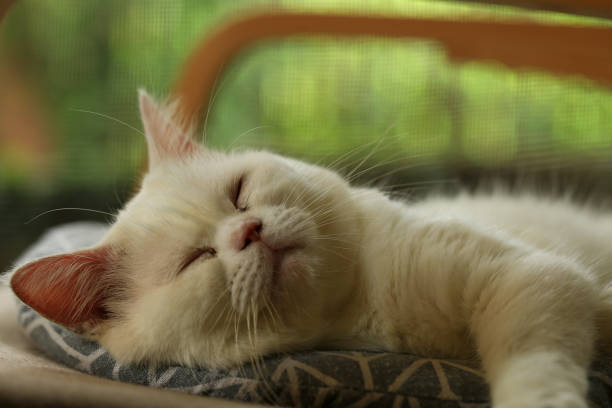 istock Cute cat sleeping on a chair in the garden. Selective focus. 2163471193