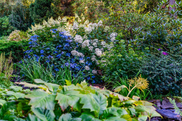 istock Seatac Blue White Flowers 4 2163471244