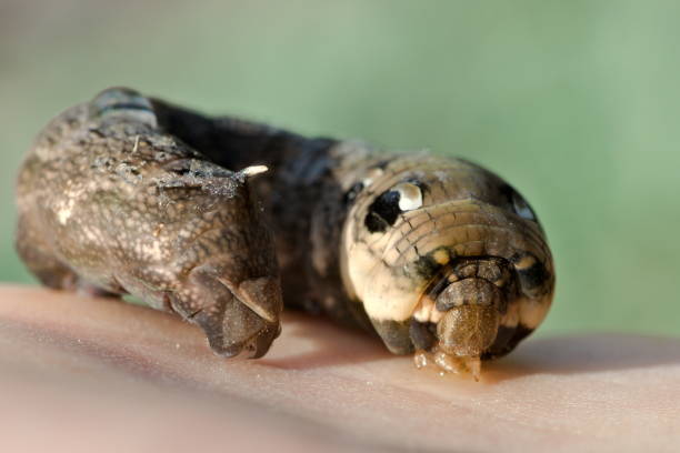 istock Giant Deilephila elpenor caterpillar aka elephant hawk-moth. 2163471849