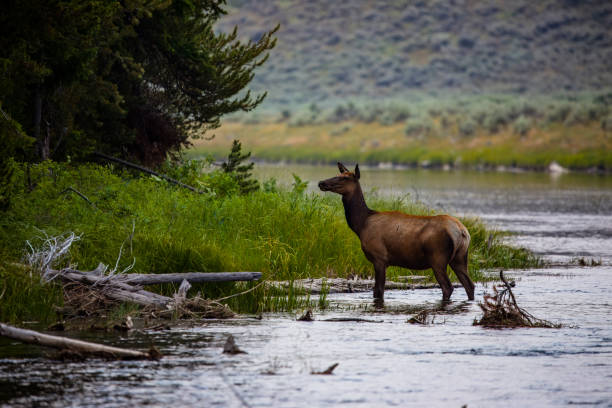 istock Cow Elk on the Madison River 2163471953