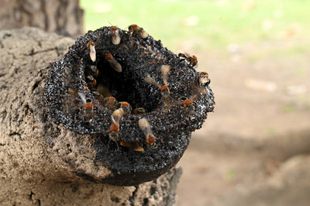 Stingless Bee Nest in wood