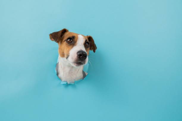 istock Funny dog muzzle from a hole in a paper blue background. Copy space. 2163472359