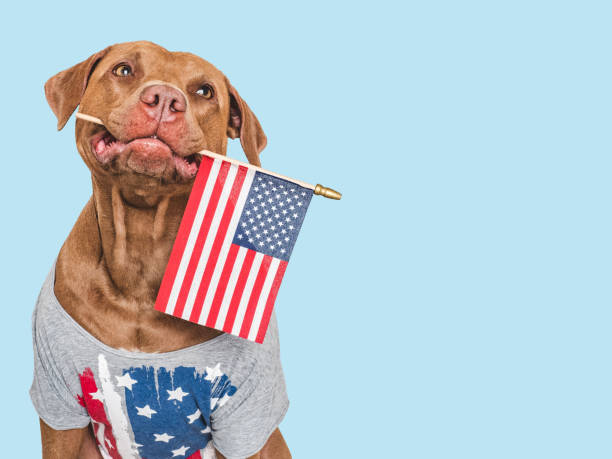 istock Cute dog and American Flag. Close up 2163474155