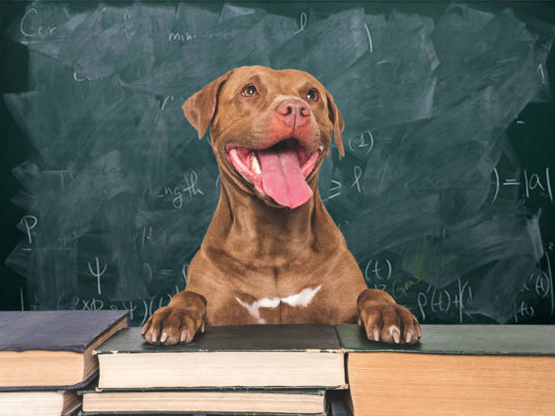 istock Cute dog and old books on a blackboard background 2163474226