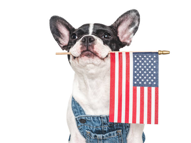 istock Cute puppy and American Flag. Studio shot 2163474300