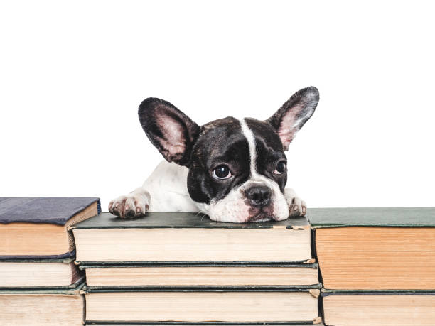istock Cute puppy and old books. Studio shot 2163474316