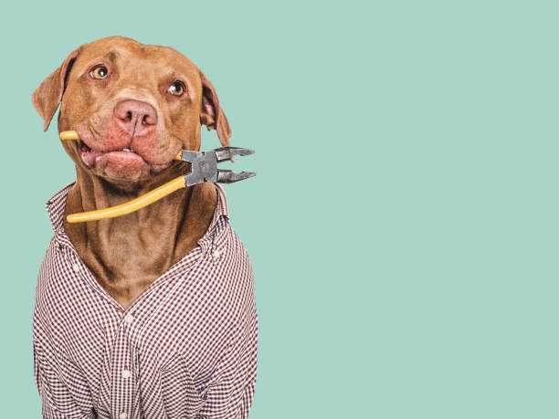 istock Cute brown dog, work shirt and pliers 2163474994