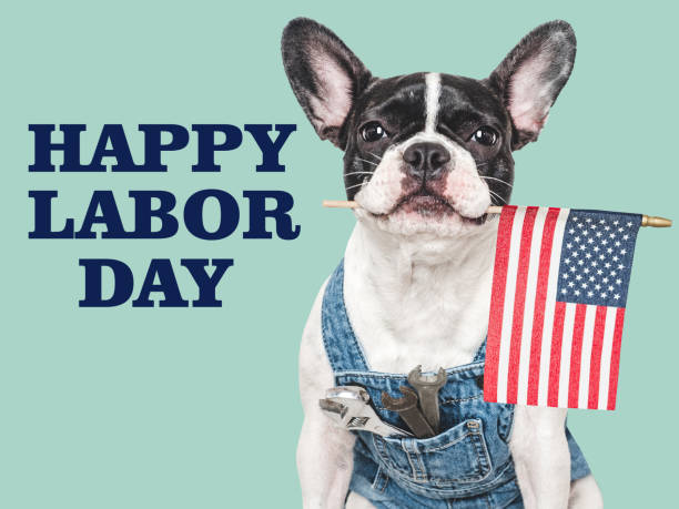 Happy Labor Day. Cute puppy dog and congratulatory inscription Happy Labor Day. Cute puppy dog and congratulatory inscription. Close-up, indoors. Studio photo. Congratulations for relatives, loved ones, friends and colleagues. Pets care concept labor day stock pictures, royalty-free photos & images