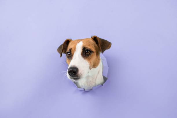 istock Funny dog muzzle from a hole in a paper lilac background. Copy space. 2163477118