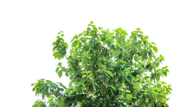 istock A cut-out of a teak tree on a white background with clipping paths. 2163479726