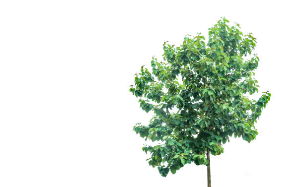 istock A cut-out of a teak tree on a white background with clipping paths. 2163479874