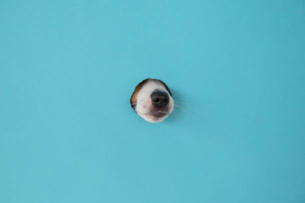 Dog nose from a hole in paper blue background. Copy space