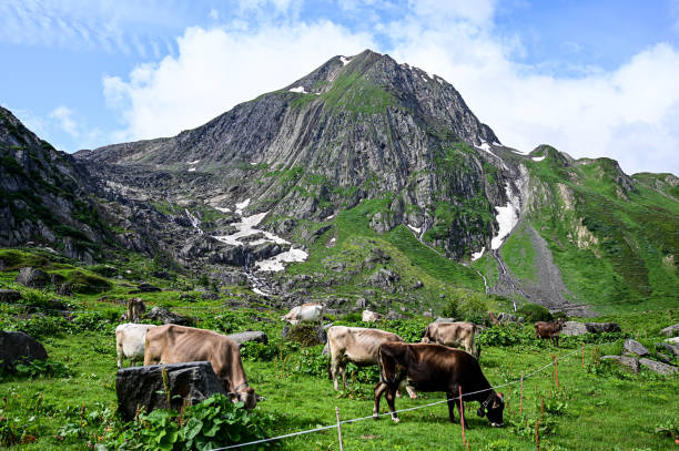 istock A herd of cows in the mountains 2163485364