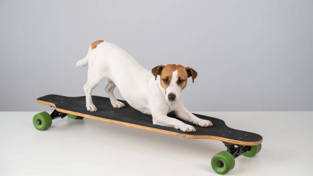 istock Dog jack russell terrier posing on a longboard in front of a white background. 2163485421