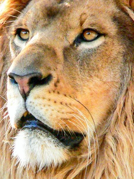 istock Majestic Lion's Gaze 2163486921
