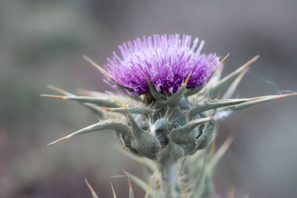 istock Vibrant Purple Thistle in Soft Morning Light 2163487218